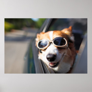 最も可愛い赤ん坊の動物 Corgi Goggles in the Car ポスター