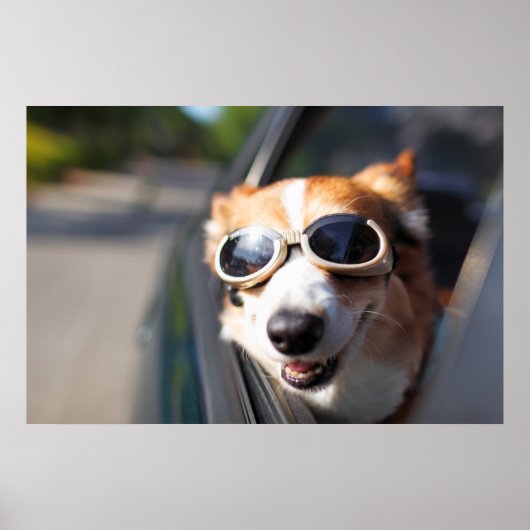 最も可愛い赤ん坊の動物 | Corgi Goggles in the Car ポスター (正面)