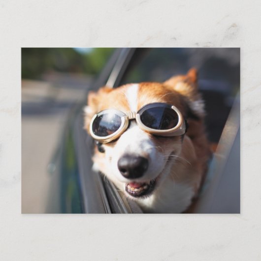 最も可愛い赤ん坊の動物 | Corgi Goggles in the Car ポストカード (正面)