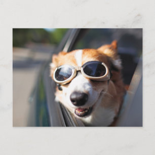 最も可愛い赤ん坊の動物   Corgi Goggles in the Car ポストカード