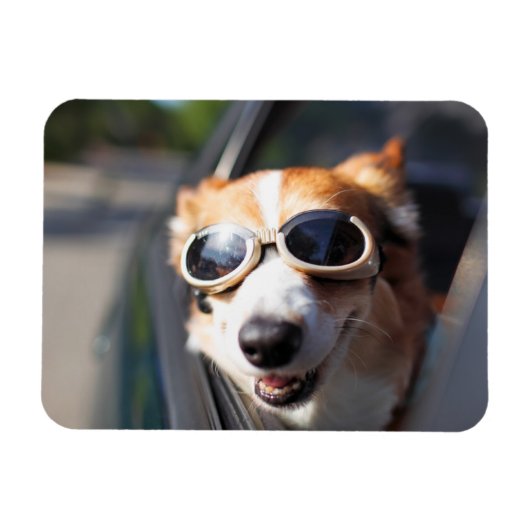 最も可愛い赤ん坊の動物 | Corgi Goggles in the Car マグネット (横)