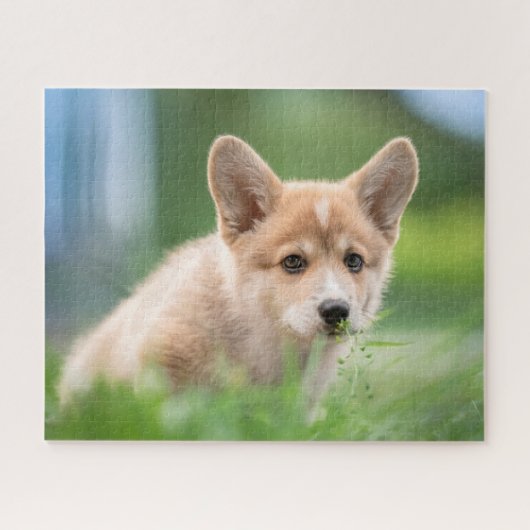 最も可愛い赤ん坊の動物 Corgi Puppy in the Yard ジグソーパズル (横)