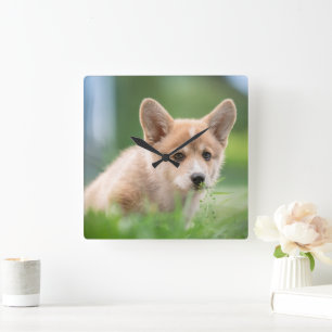 最も可愛い赤ん坊の動物 Corgi Puppy in the Yard スクエア壁時計