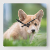 最も可愛い赤ん坊の動物 Corgi Puppy in the Yard スクエア壁時計 (正面)