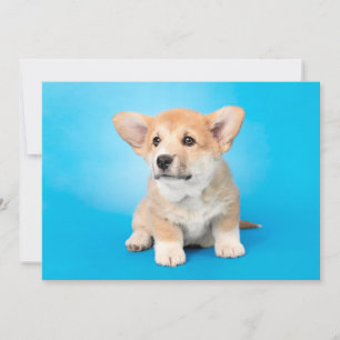 最も可愛い赤ん坊の動物 Corgi Puppy on Blue サンキューカード