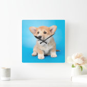 最も可愛い赤ん坊の動物 | Corgi Puppy on Blue スクエア壁時計 (ホーム)