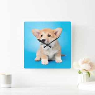 最も可愛い赤ん坊の動物 Corgi Puppy on Blue スクエア壁時計