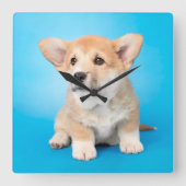 最も可愛い赤ん坊の動物 | Corgi Puppy on Blue スクエア壁時計 (正面)