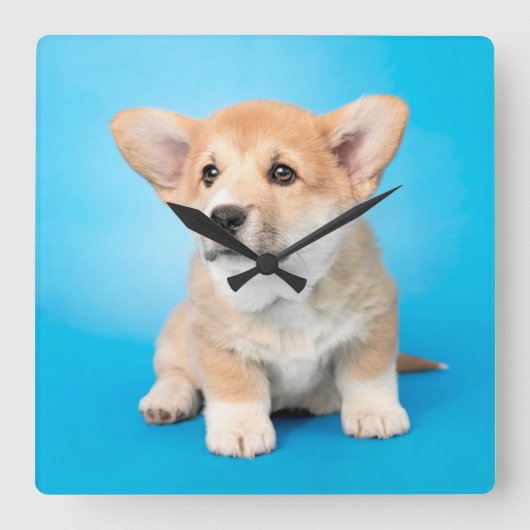 最も可愛い赤ん坊の動物 | Corgi Puppy on Blue スクエア壁時計 (正面)