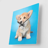 最も可愛い赤ん坊の動物 | Corgi Puppy on Blue スクエア壁時計 (傾斜)