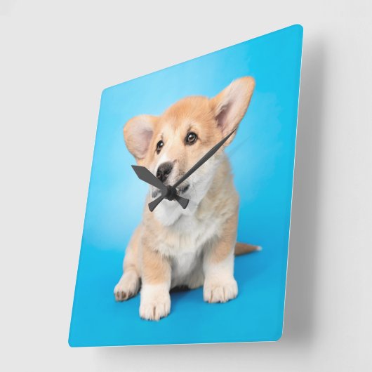 最も可愛い赤ん坊の動物 | Corgi Puppy on Blue スクエア壁時計 (傾斜)