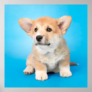 最も可愛い赤ん坊の動物 Corgi Puppy on Blue ポスター