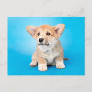 最も可愛い赤ん坊の動物 Corgi Puppy on Blue ポストカード