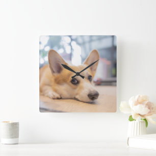 最も可愛い赤ん坊の動物 Corgi Puppy on Floor スクエア壁時計
