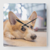 最も可愛い赤ん坊の動物 Corgi Puppy on Floor スクエア壁時計 (正面)