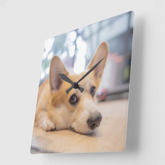 最も可愛い赤ん坊の動物 Corgi Puppy on Floor スクエア壁時計 (傾斜)