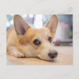 最も可愛い赤ん坊の動物 Corgi Puppy on Floor ポストカード