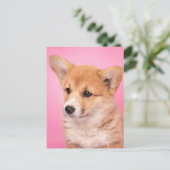 最も可愛い赤ん坊の動物 | Corgi Puppy on Pink ポストカード (スタンド正面)