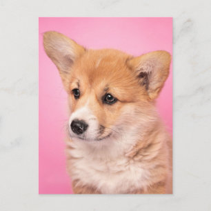 最も可愛い赤ん坊の動物 Corgi Puppy on Pink ポストカード