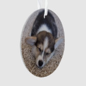 最も可愛い赤ん坊の動物 | Corgi Puppy on Shag Rug オーナメント (正面)