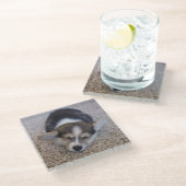 最も可愛い赤ん坊の動物 | Corgi Puppy on Shag Rug ガラスコースター (アングル)