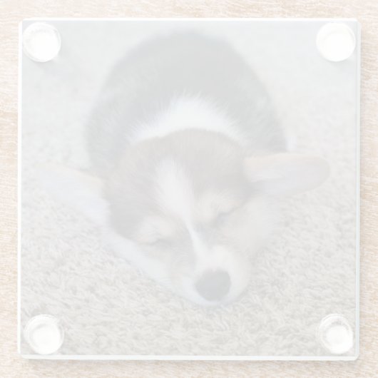 最も可愛い赤ん坊の動物 | Corgi Puppy on Shag Rug ガラスコースター (裏面)
