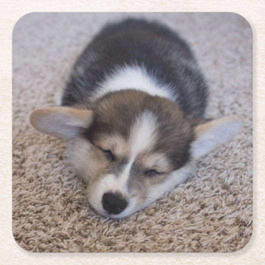 最も可愛い赤ん坊の動物 | Corgi Puppy on Shag Rug スクエアペーパーコースター (正面)