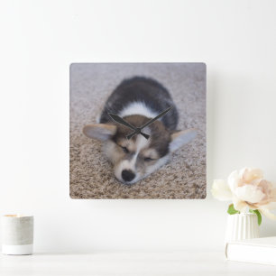 最も可愛い赤ん坊の動物 Corgi Puppy on Shag Rug スクエア壁時計