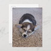 最も可愛い赤ん坊の動物 | Corgi Puppy on Shag Rug ポストカード (正面/裏面)