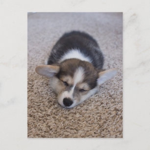 最も可愛い赤ん坊の動物 Corgi Puppy on Shag Rug ポストカード