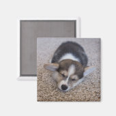 最も可愛い赤ん坊の動物 | Corgi Puppy on Shag Rug マグネット (正面/裏面)