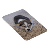 最も可愛い赤ん坊の動物 | Corgi Puppy on Shag Rug マグネット (右側)