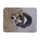 最も可愛い赤ん坊の動物 | Corgi Puppy on Shag Rug マグネット (横)