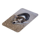 最も可愛い赤ん坊の動物 | Corgi Puppy on Shag Rug マグネット (左側)