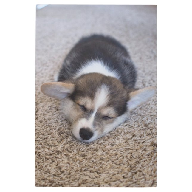 最も可愛い赤ん坊の動物 | Corgi Puppy on Shag Rug メタルプリント (正面)