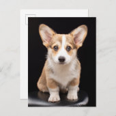 最も可愛い赤ん坊の動物 Corgi Puppy Stand Tall ポストカード (正面/裏面)