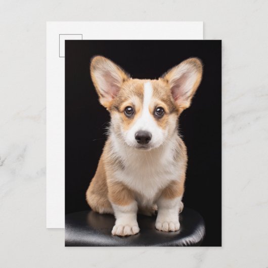 最も可愛い赤ん坊の動物 Corgi Puppy Stand Tall ポストカード (正面/裏面)