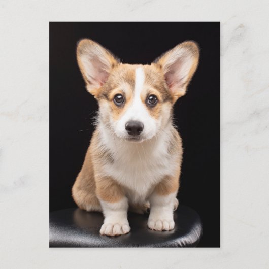 最も可愛い赤ん坊の動物 Corgi Puppy Stand Tall ポストカード (正面)