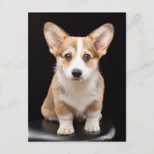 最も可愛い赤ん坊の動物 Corgi Puppy Stand Tall ポストカード