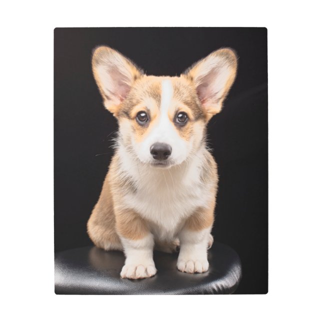 最も可愛い赤ん坊の動物 Corgi Puppy Stand Tall メタルプリント (正面)