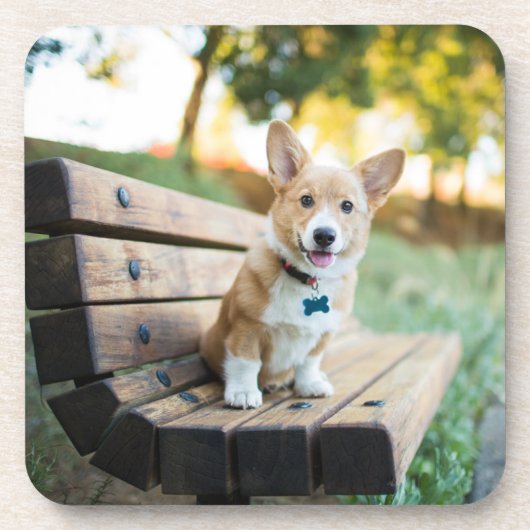 最も可愛い赤ん坊の動物 | Corgi Pupy on a Park Bench コースター (正面)