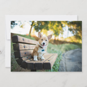 最も可愛い赤ん坊の動物 Corgi Pupy on a Park Bench サンキューカード