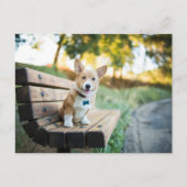 最も可愛い赤ん坊の動物 | Corgi Pupy on a Park Bench ポストカード (正面)