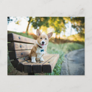 最も可愛い赤ん坊の動物 Corgi Pupy on a Park Bench ポストカード