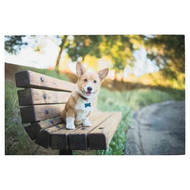 最も可愛い赤ん坊の動物 | Corgi Pupy on a Park Bench メタルプリント (正面)