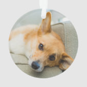 最も可愛い赤ん坊の動物 Corgi Pupy on Couch オーナメント (裏面)