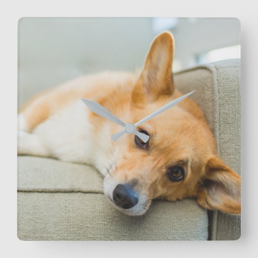 最も可愛い赤ん坊の動物 Corgi Pupy on Couch スクエア壁時計 (正面)