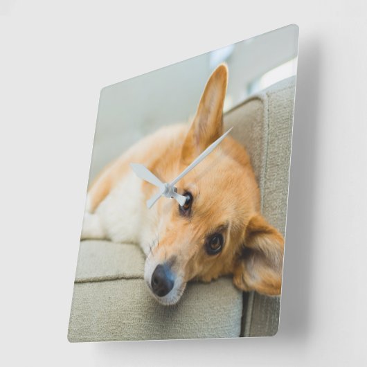 最も可愛い赤ん坊の動物 Corgi Pupy on Couch スクエア壁時計 (傾斜)
