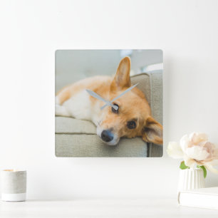 最も可愛い赤ん坊の動物 Corgi Pupy on Couch スクエア壁時計