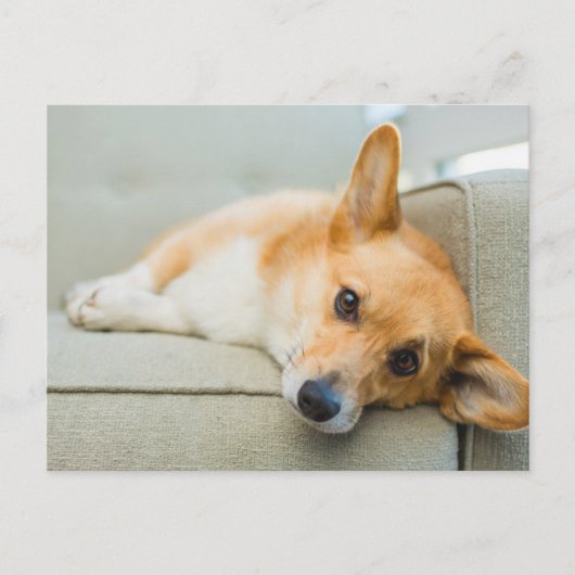 最も可愛い赤ん坊の動物 Corgi Pupy on Couch ポストカード (正面)